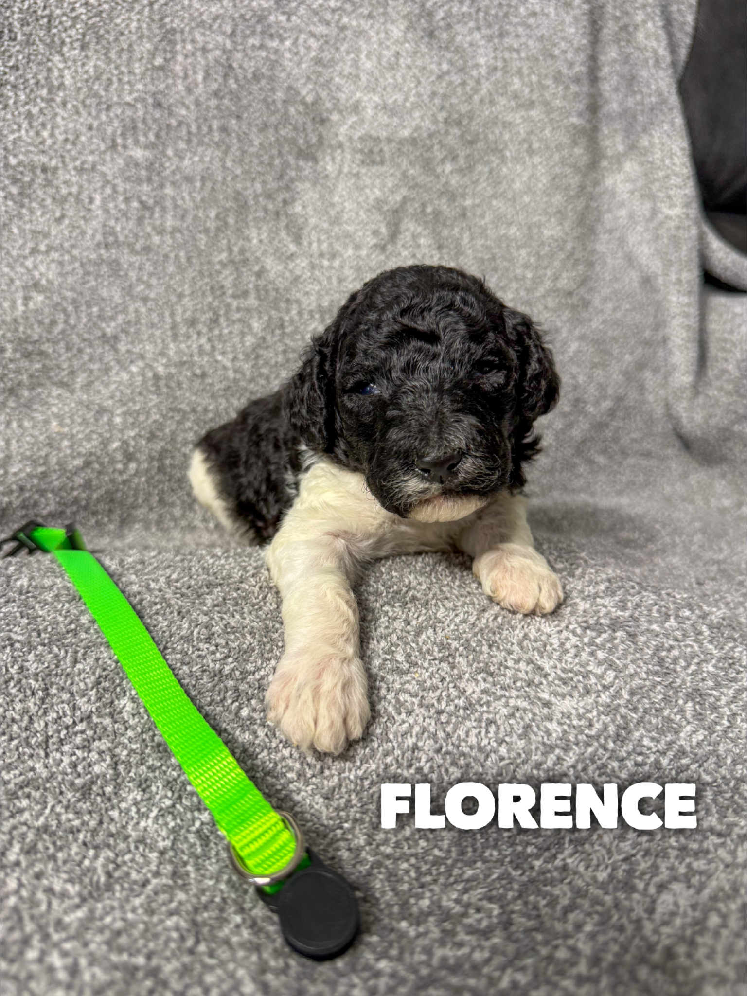 Florence 2